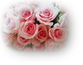 生花の薔薇・淡いピンク